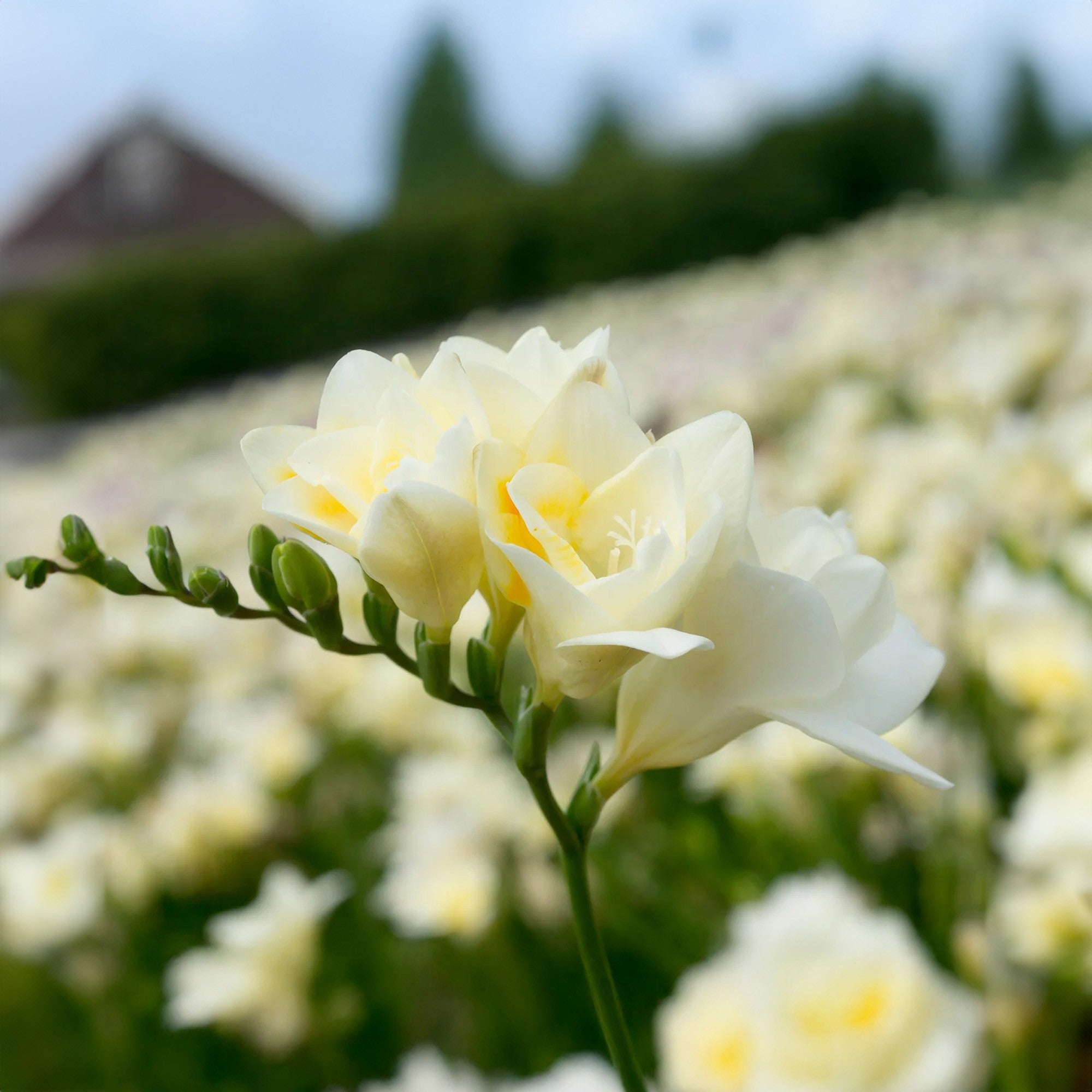 Duplaszirmú frézia