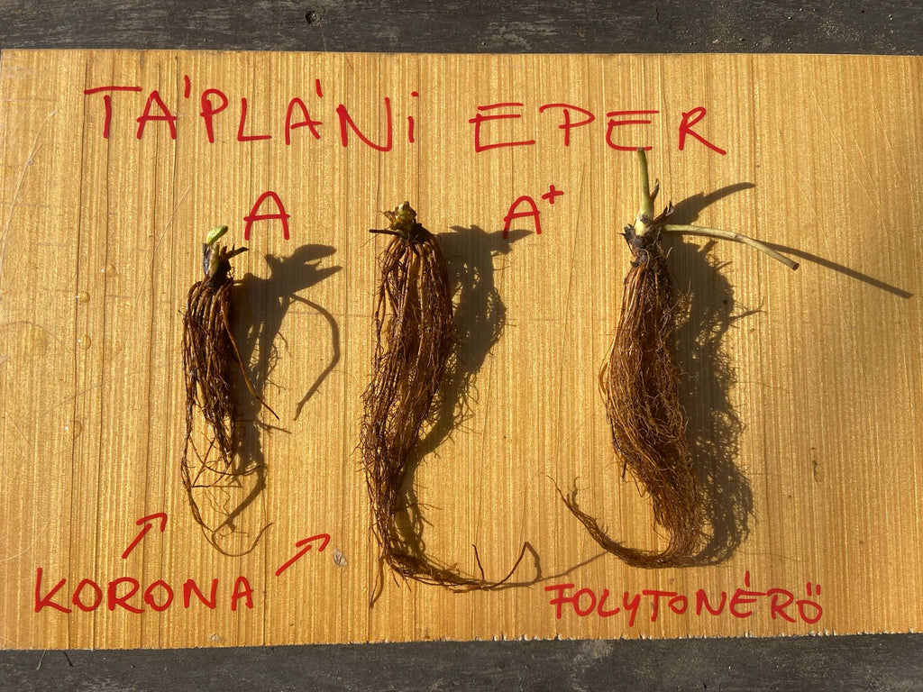 Frigó eper palánta - Honeoye