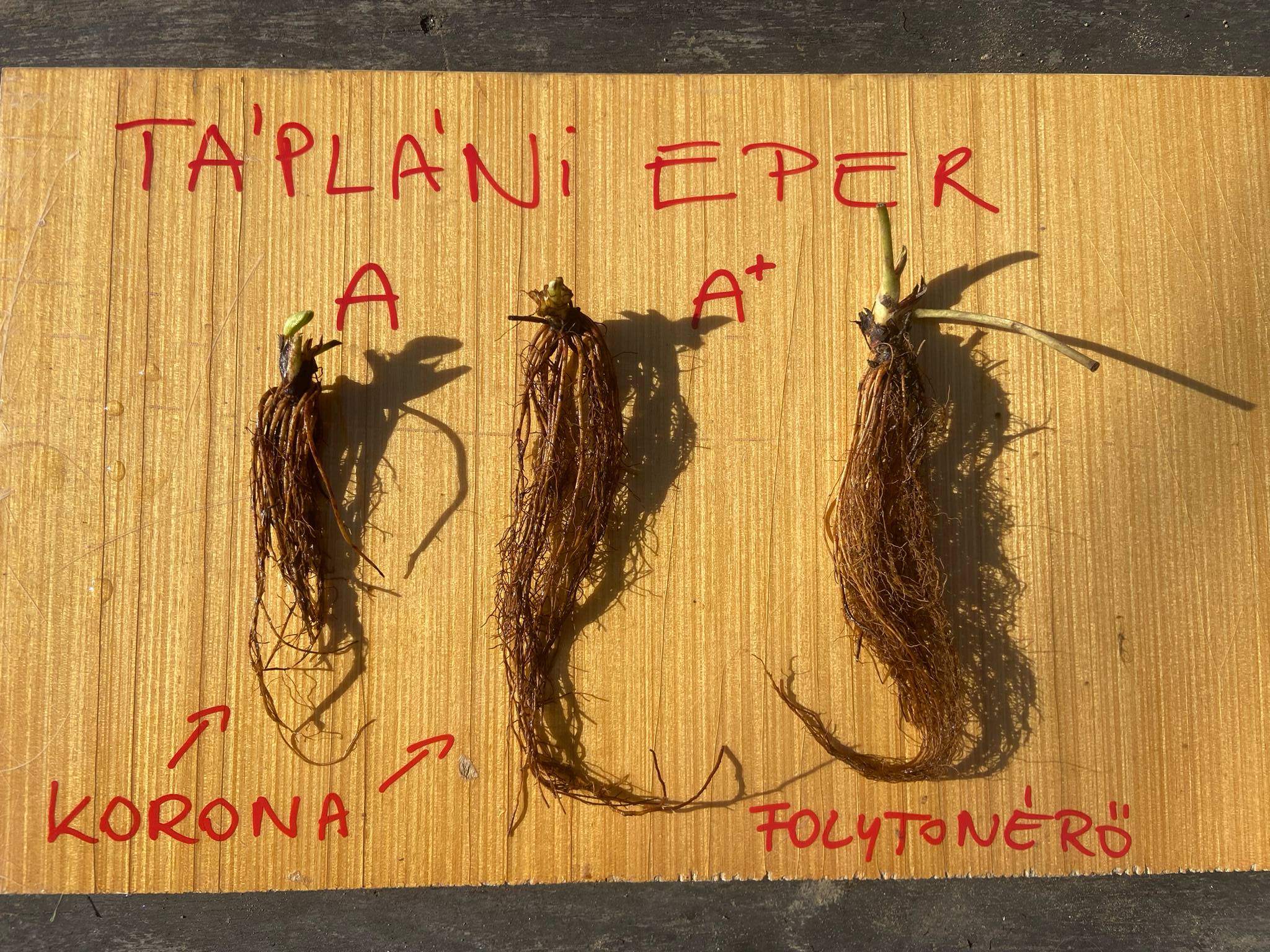 Folytonérő frigó eper palánta