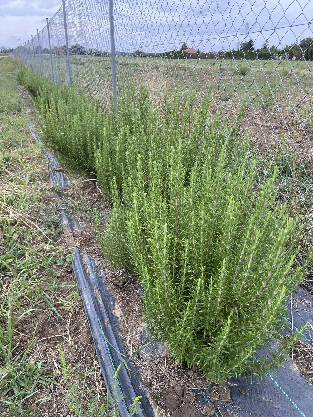 Télálló rozmaring – szabadgyökeres bokor (40–50 cm)