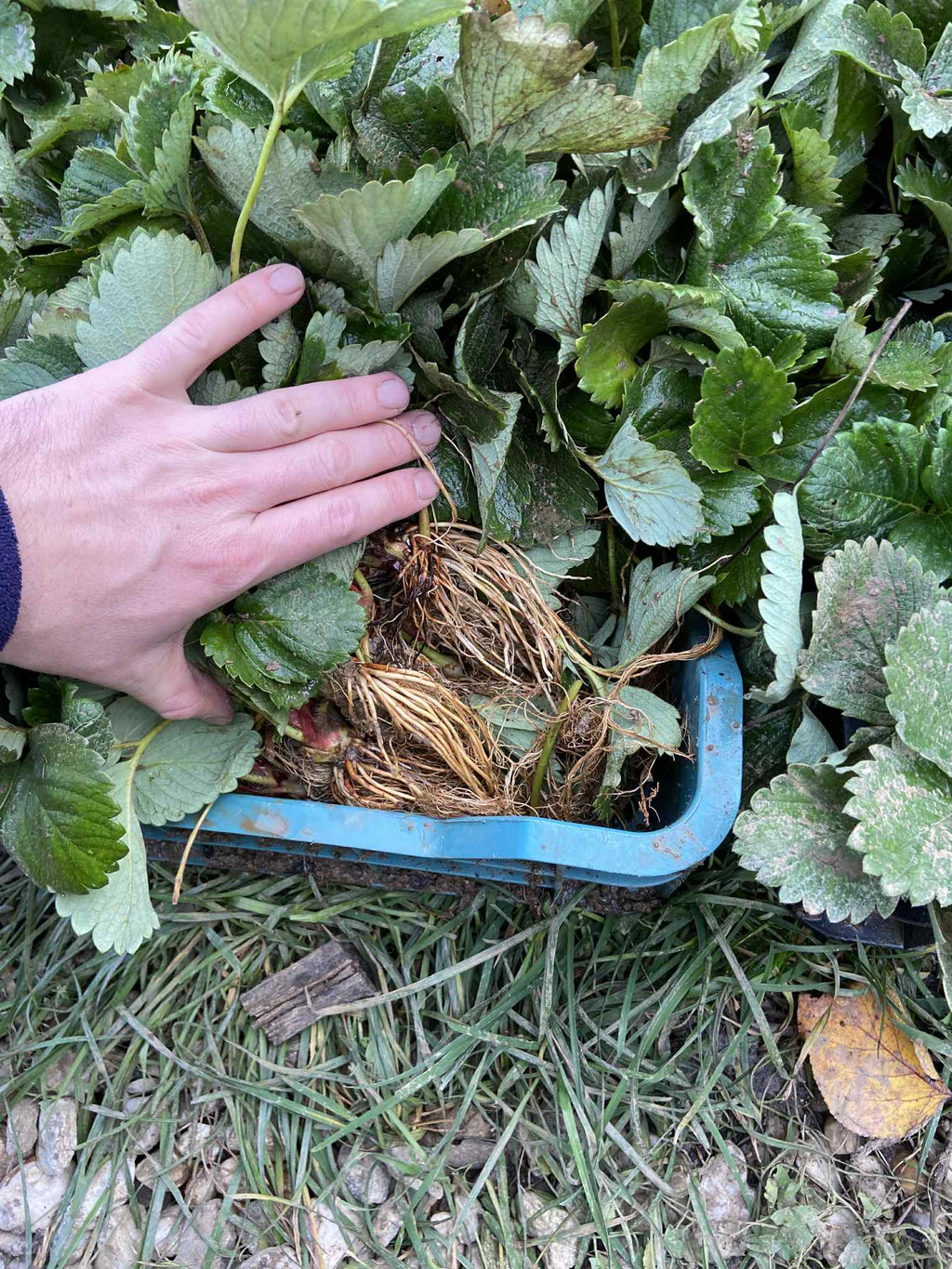 Szabadgyökeres Korona eper palánta