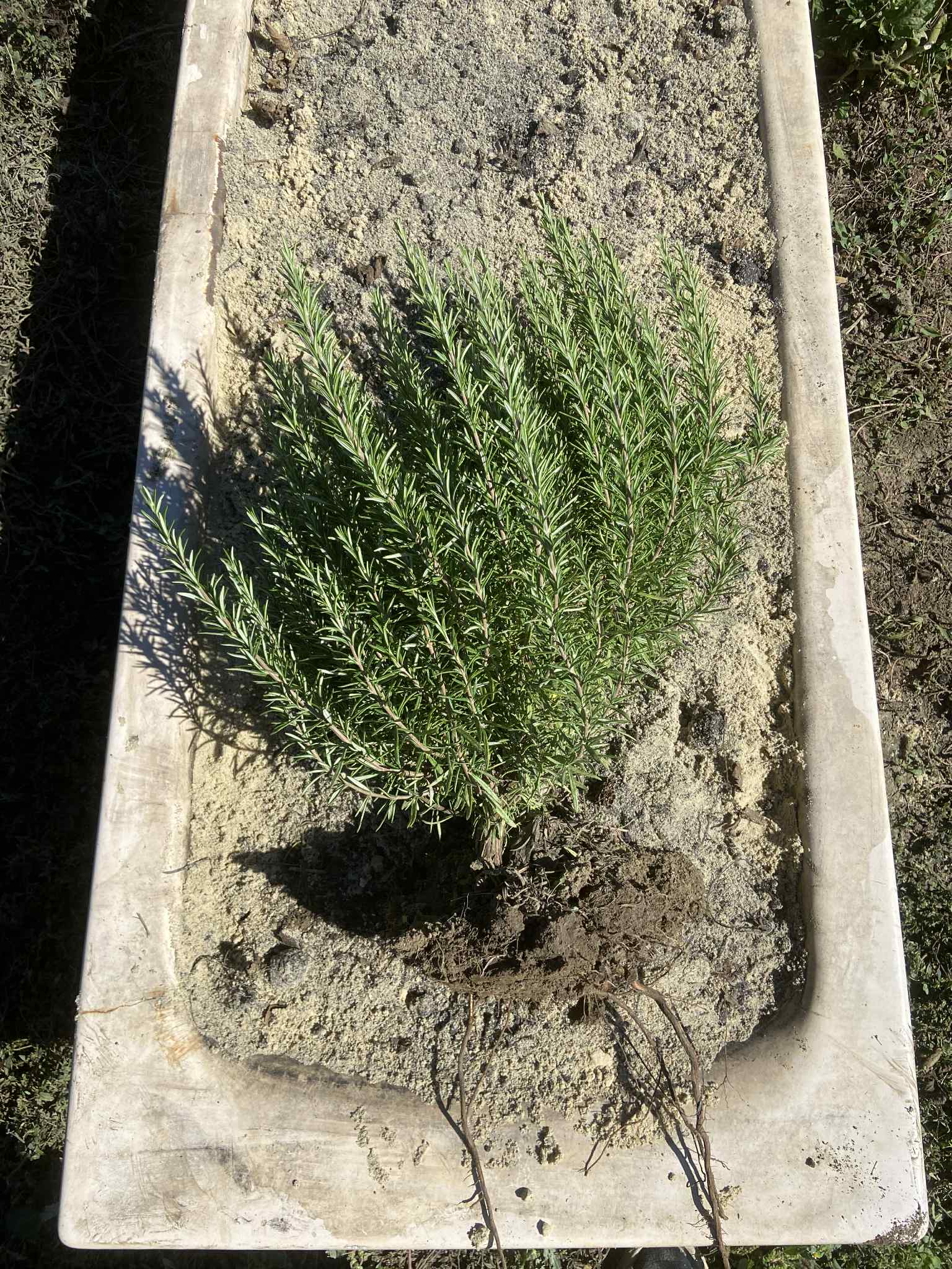 Télálló rozmaring – szabadgyökeres bokor (40–50 cm)