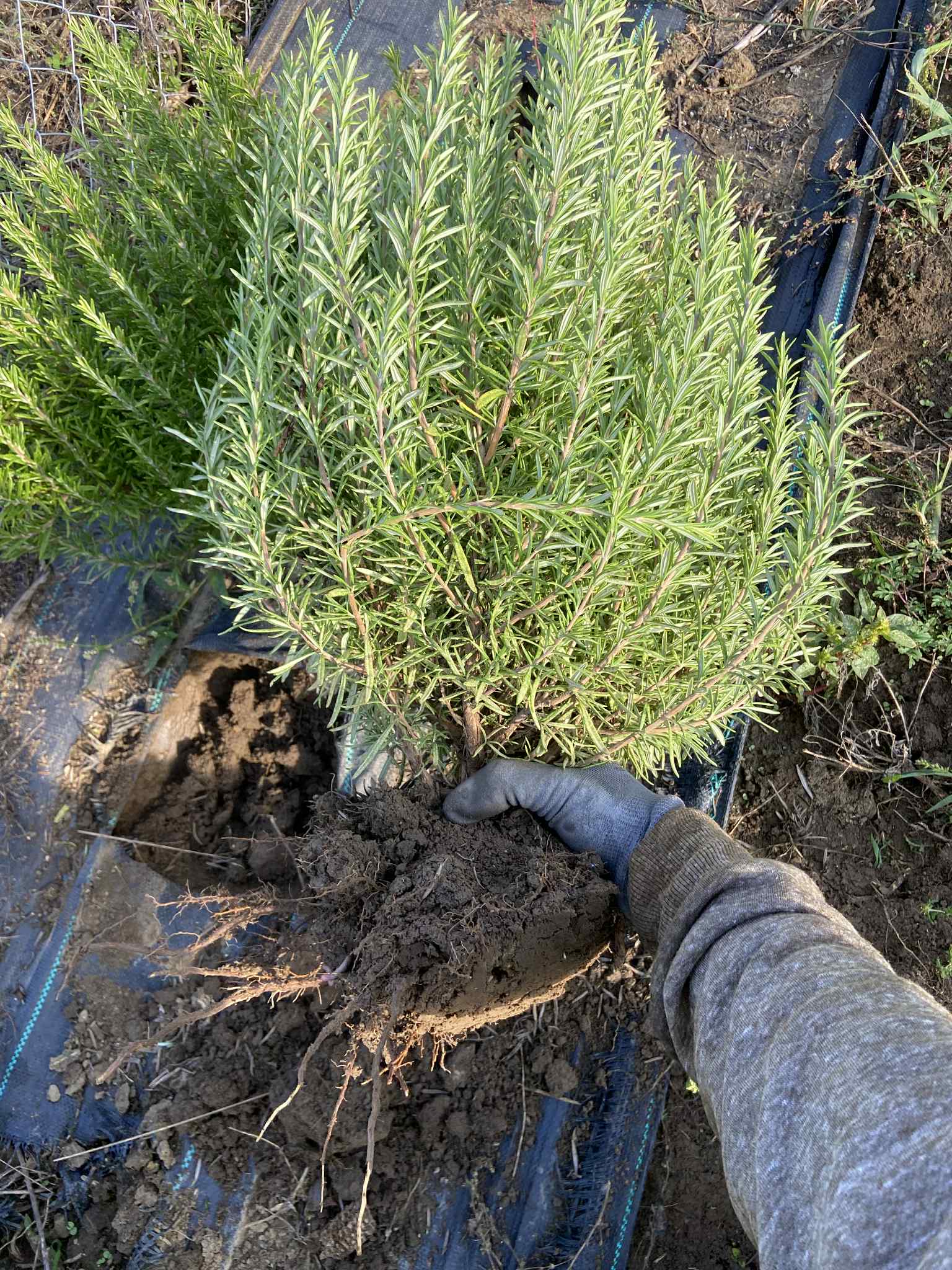 Télálló rozmaring – szabadgyökeres bokor (40–50 cm)