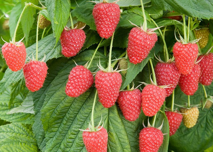 Autumn Bliss szabadgyökeres málna