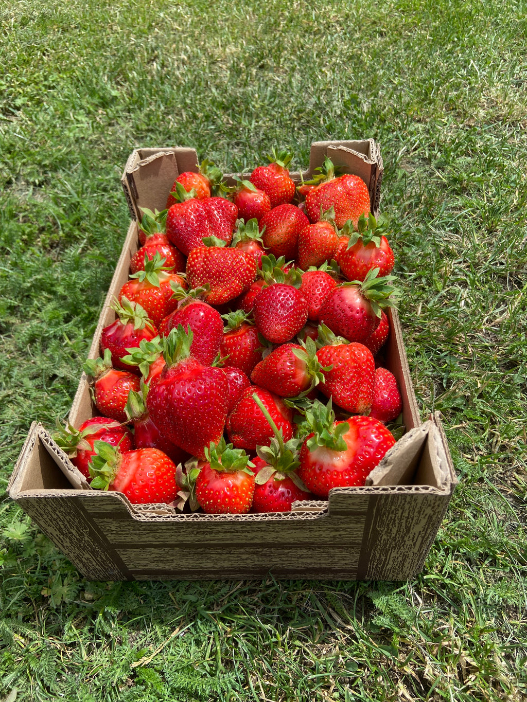 Szabadgyökeres Korona eper palánta