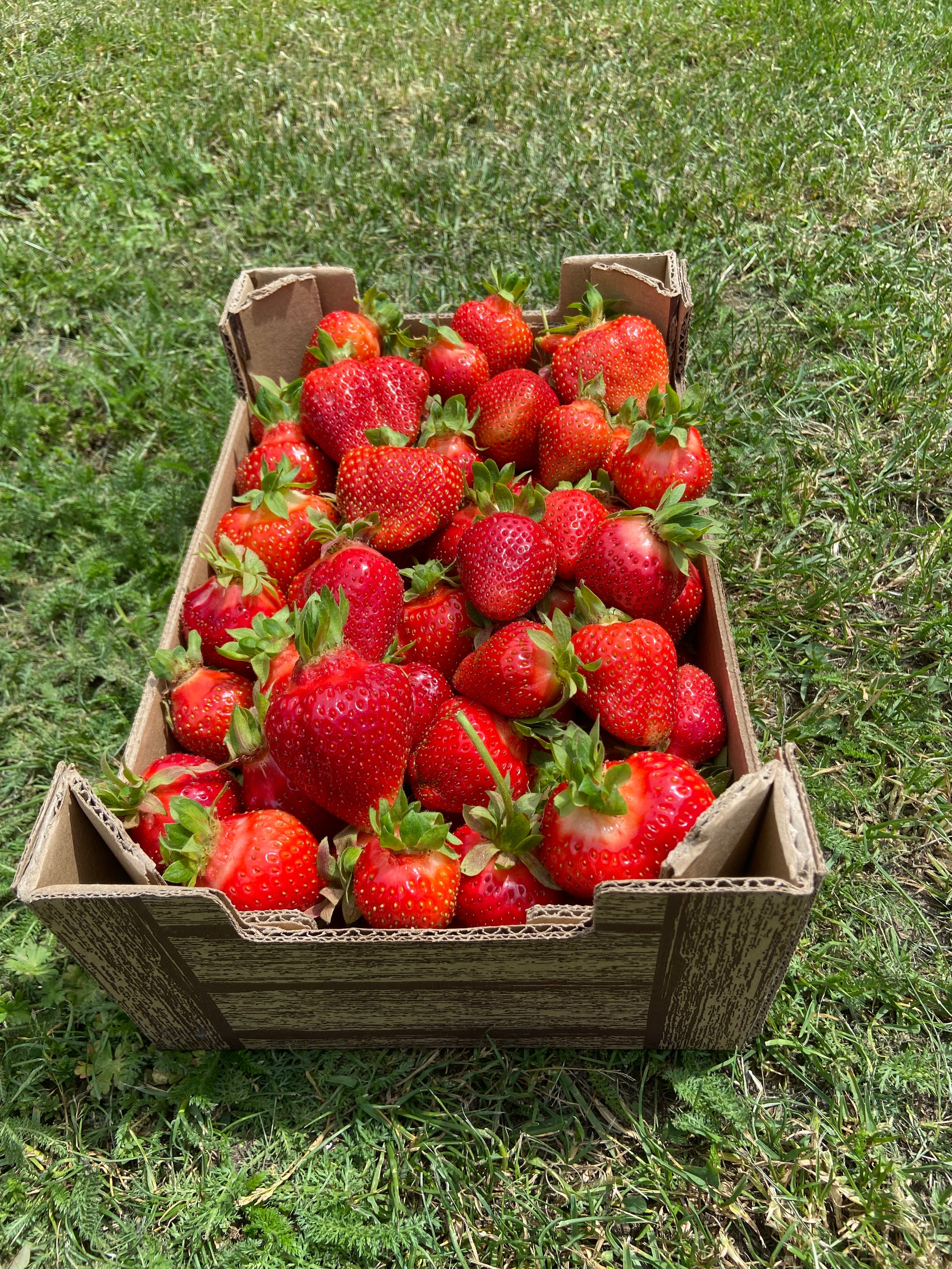 Szabadgyökeres Korona eper palánta