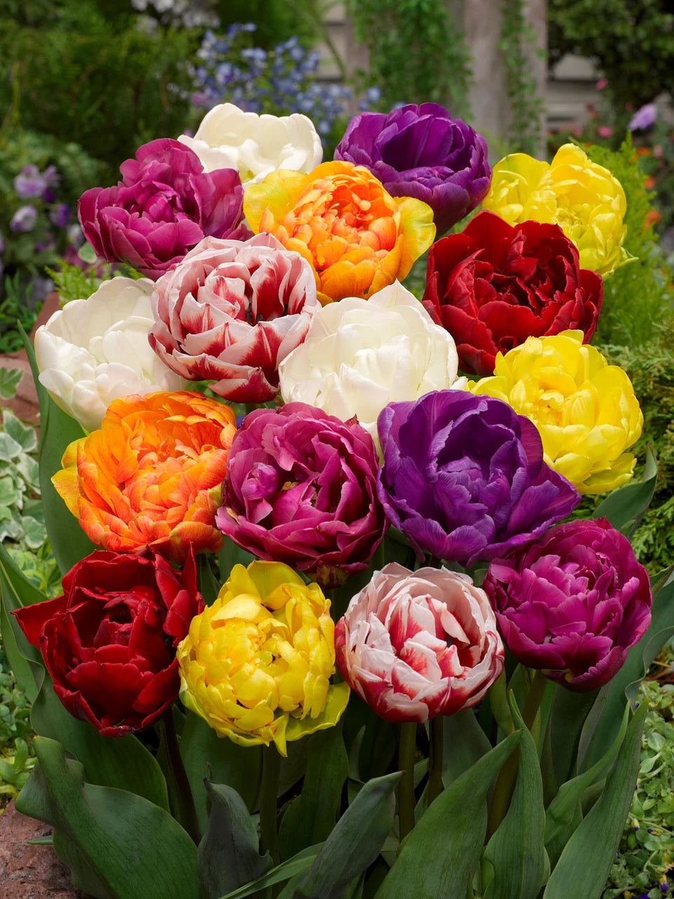 Én csak tulipánért jöttem csomag (6x10 db tulipán)