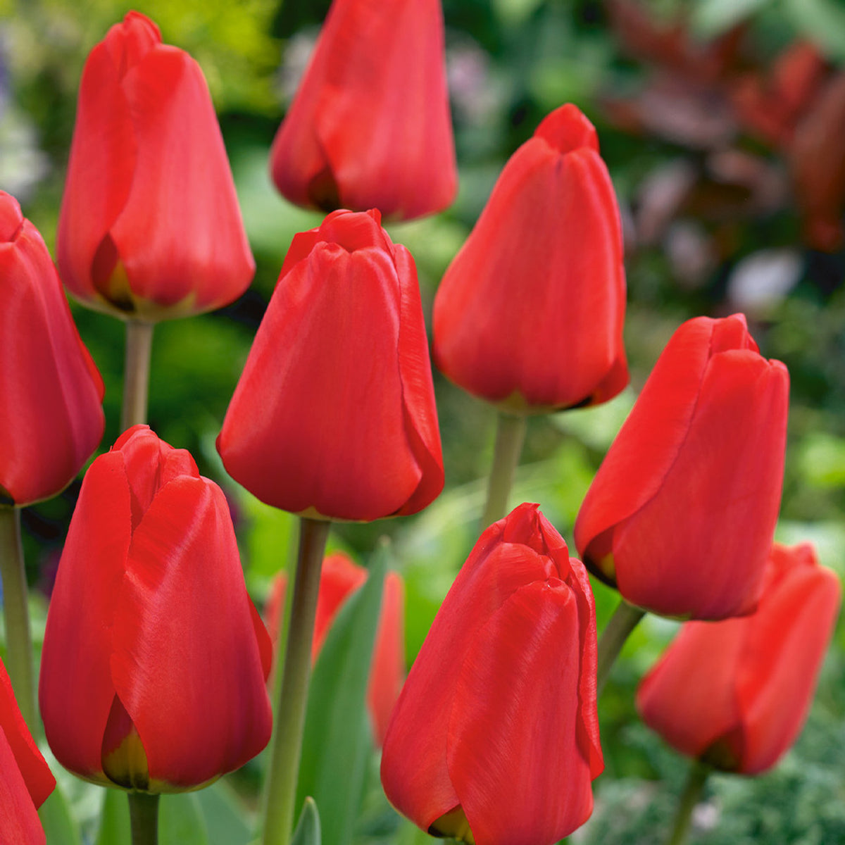 Én csak tulipánért jöttem csomag (6x10 db tulipán)