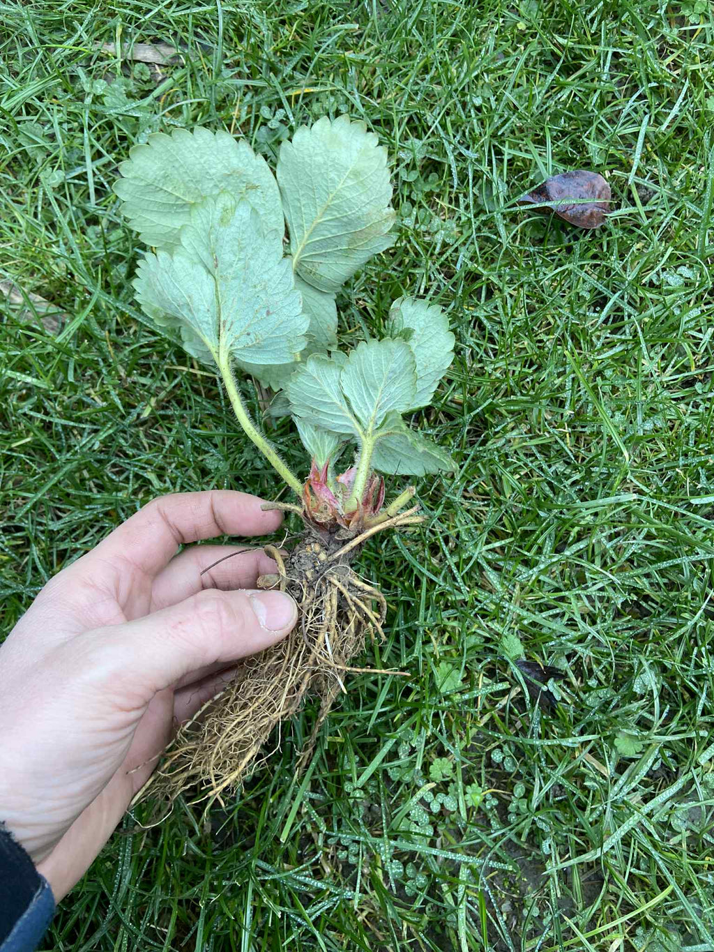 Szabadgyökeres Korona eper palánta