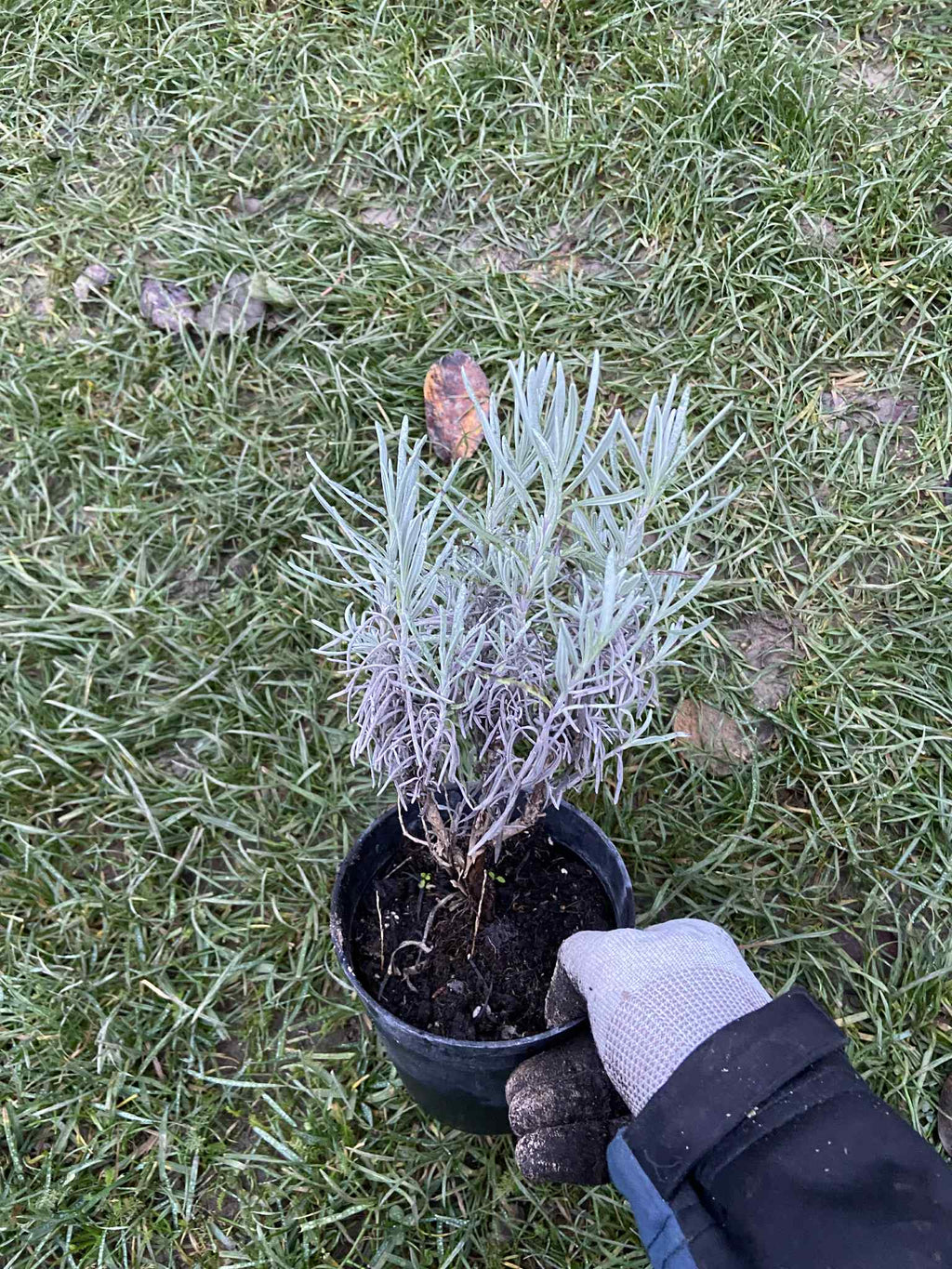 Közönséges levendula (konténeres)