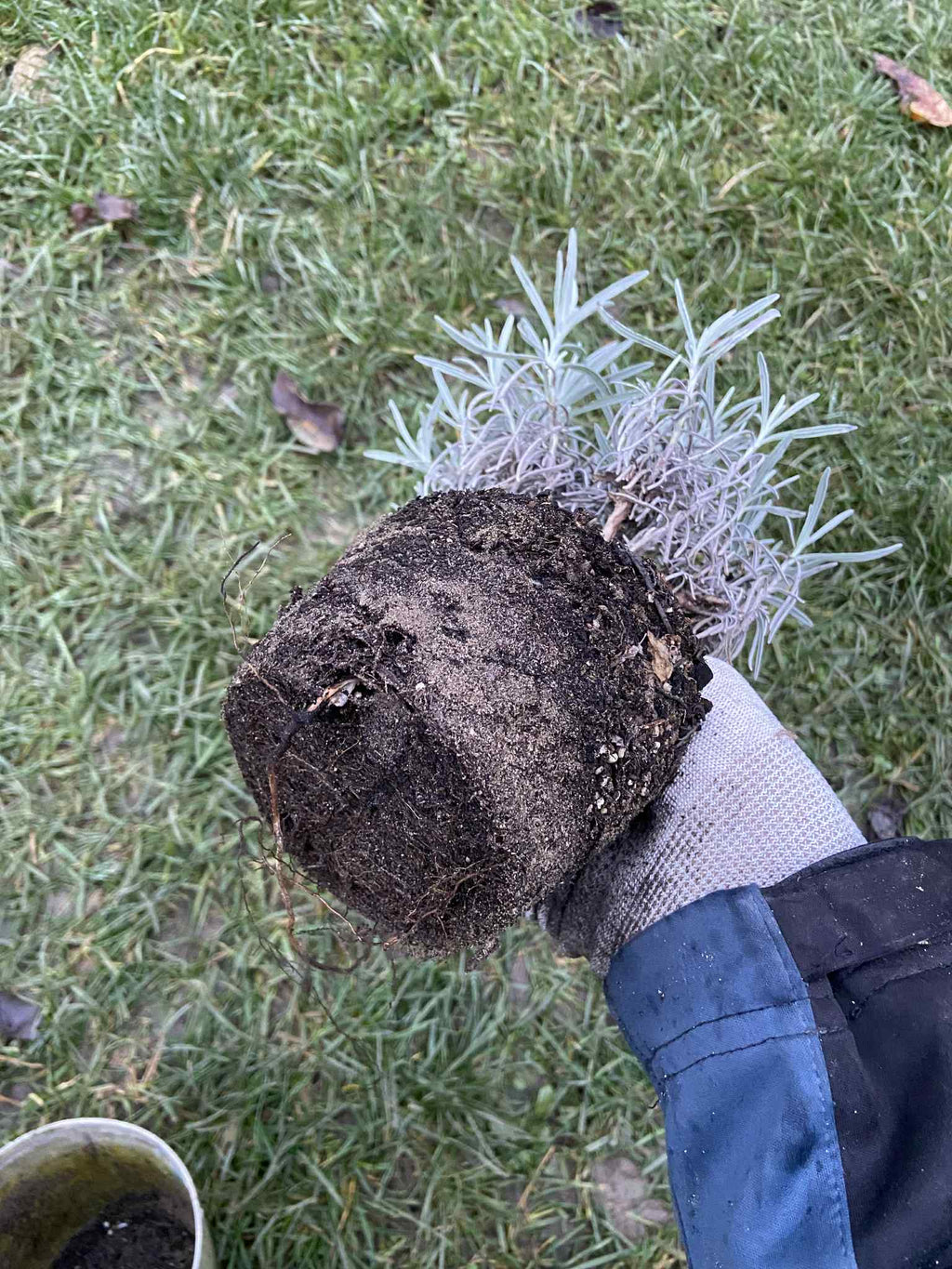 Közönséges levendula (konténeres)