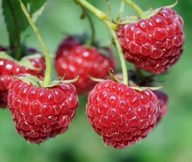 Fertődi zamatos szabadgyökeres málna - nyári