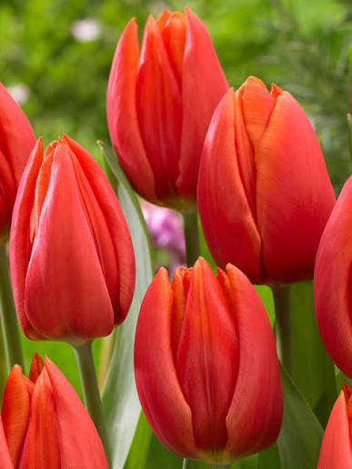 Orange Cassini tulipán
