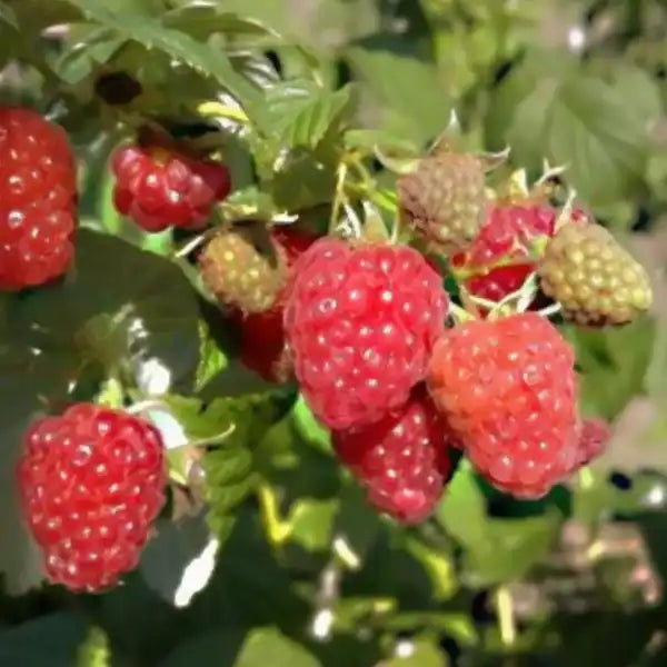 Eszterházy konténeres málna