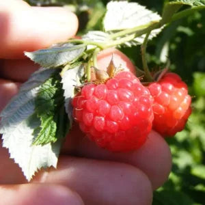 Fertődi zamatos konténeres málna