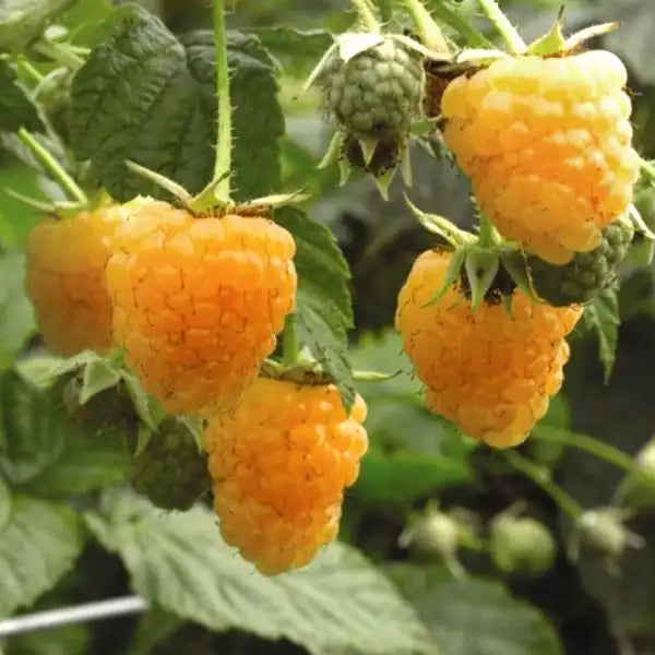 Golden Bliss – Folytontermő sárga málna