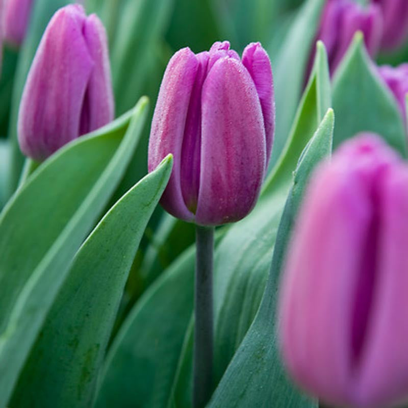 Én csak tulipánért jöttem csomag (6x10 db tulipán)