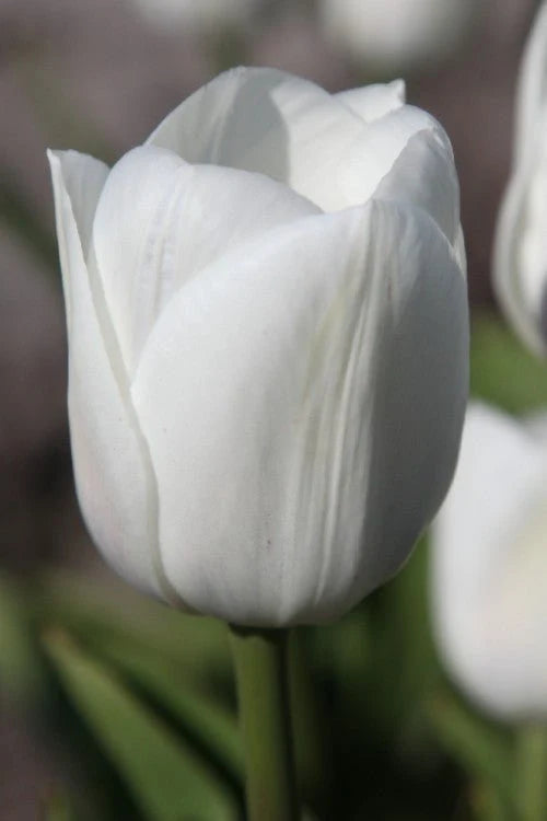 Én csak tulipánért jöttem csomag (6x10 db tulipán)